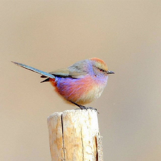 世界上十大最可爱的鸟图片