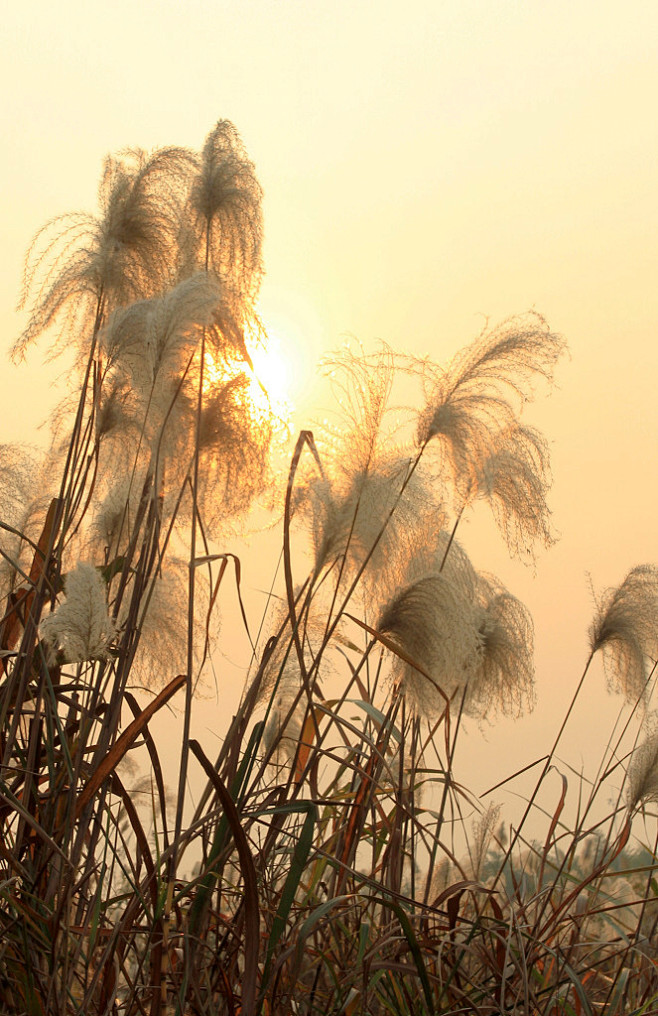 初冬湖畔金黄色的芦花