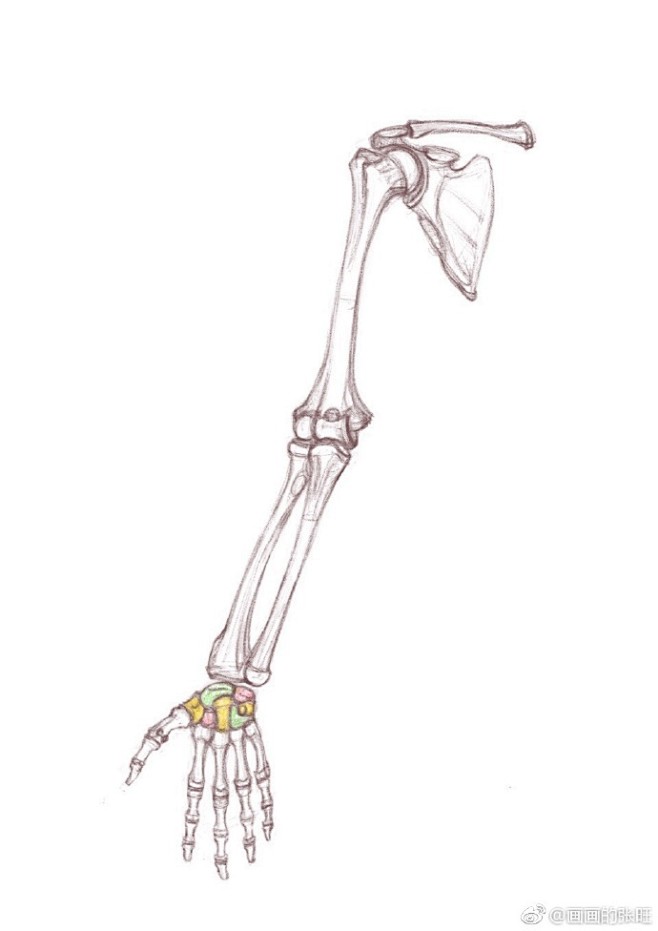 解剖结构研习第二天上肢修改第二波尺骨桡骨肱骨拉长67676767