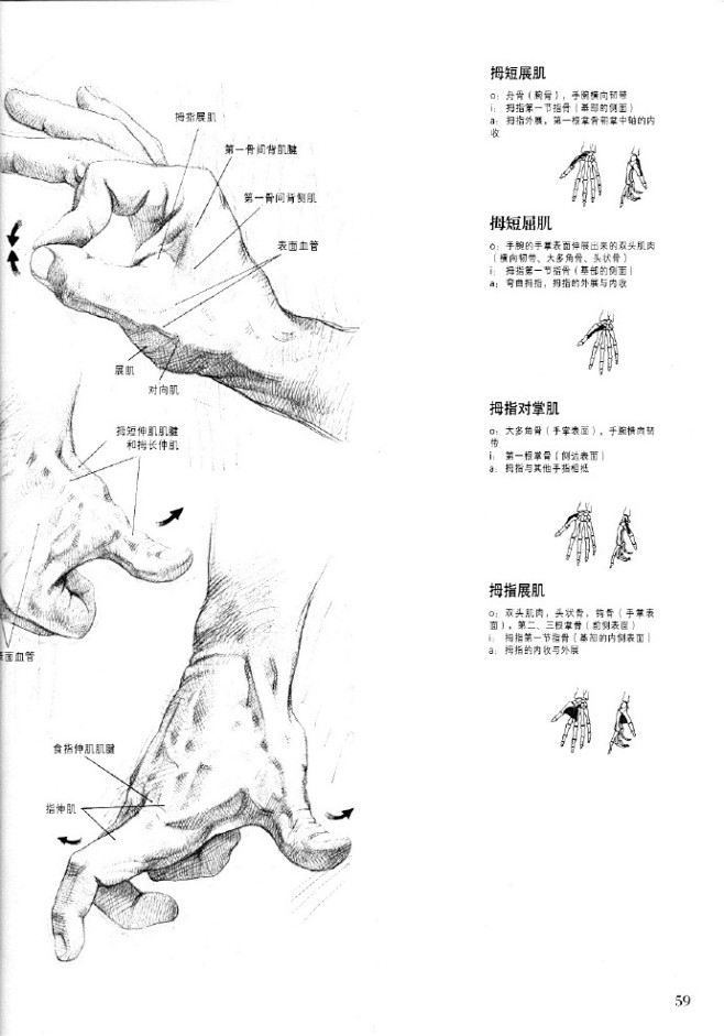 #绘画参考学习#手臂手部肌肉结构