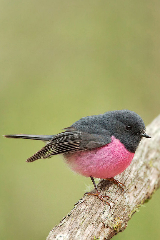 雀形目鸲鹟科岩鸲鹟属粉红鸲鹟