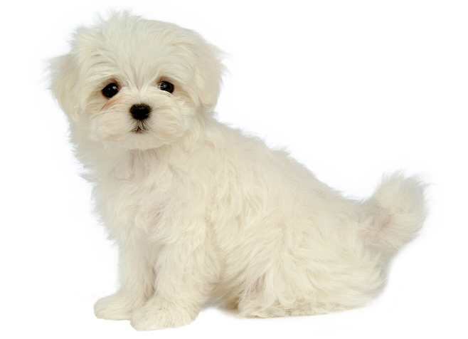 小狗幼犬白色狗狗免扣素材png