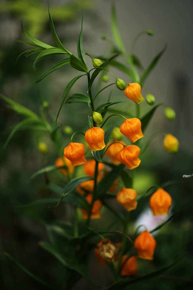 浅笑安然宫灯百合