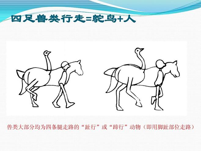 15:05:22动画绘制·动物走路规律运动规律腻儿233同采自www
