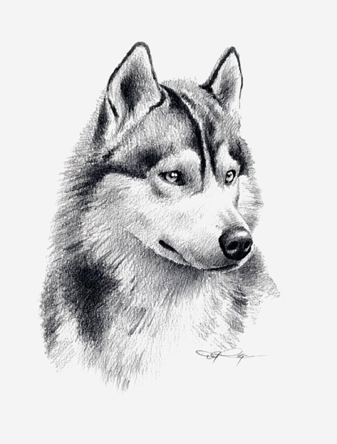 狼的画法素描图片