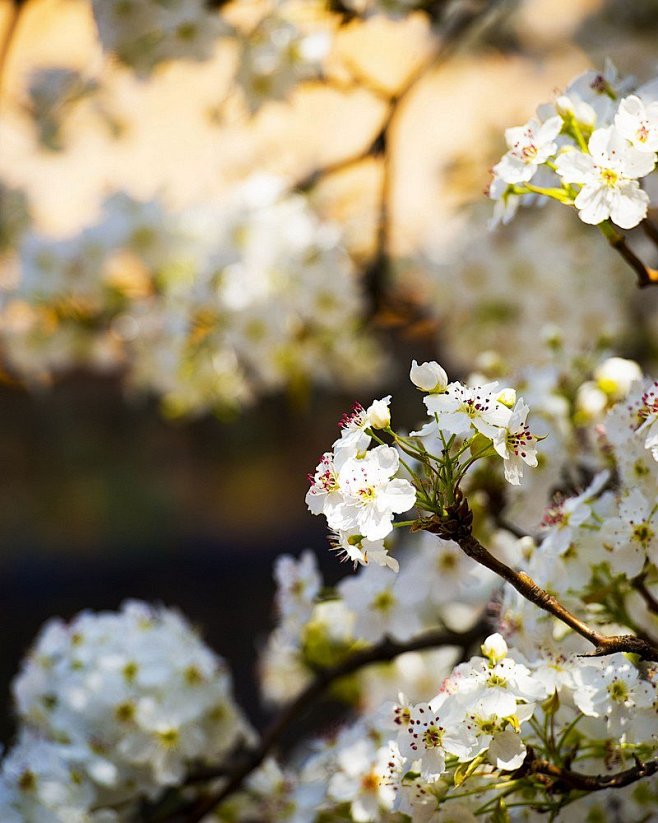 一支梨花压海棠