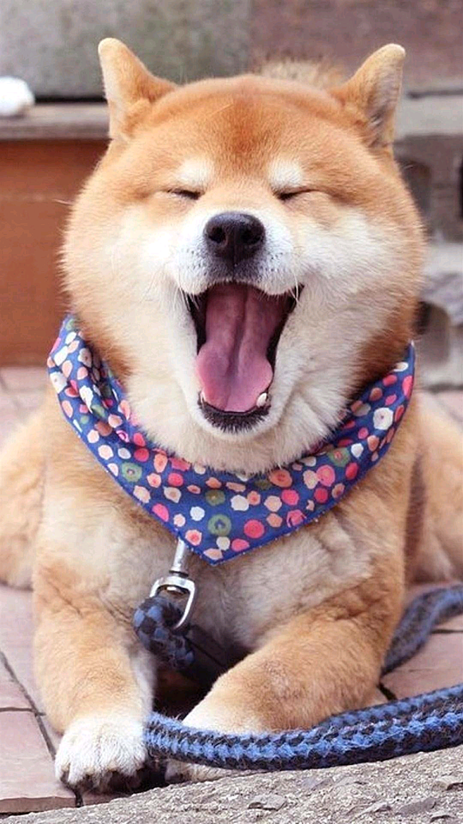 net 萌宠可爱柴犬(7)_loverose手机壁纸高清大图下载 3 loverose.net