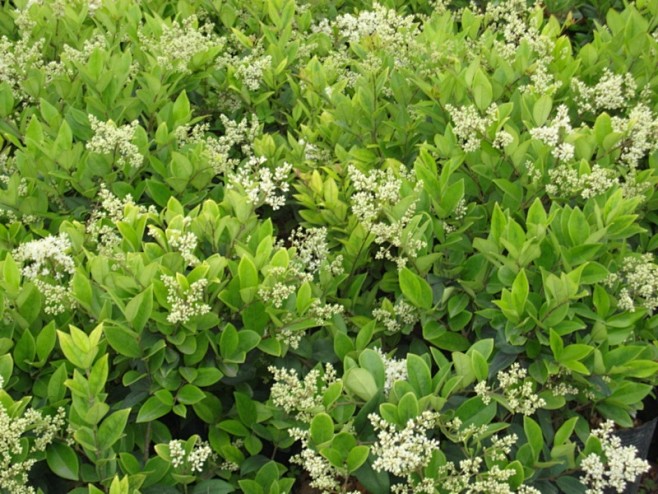 missporter通过花瓣chrome扩展采集于2014-08-11 09:25:24女贞植物