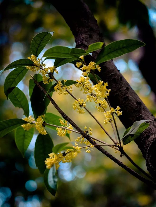 秋意濃桂花香盤點魔都賞桂吃桂好去處上海植物園每年的中秋國慶節前後