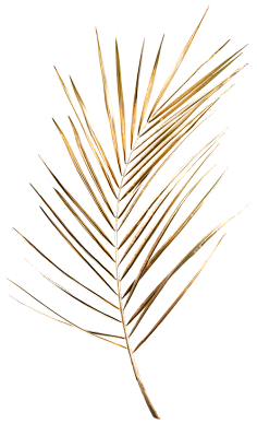 1Ran采集到素材