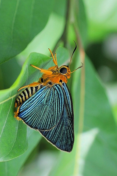 鳞翅目·弄蝶科:弄蝶
