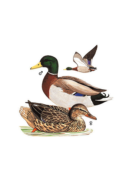 雁形目鸭科鸭属绿头鸭