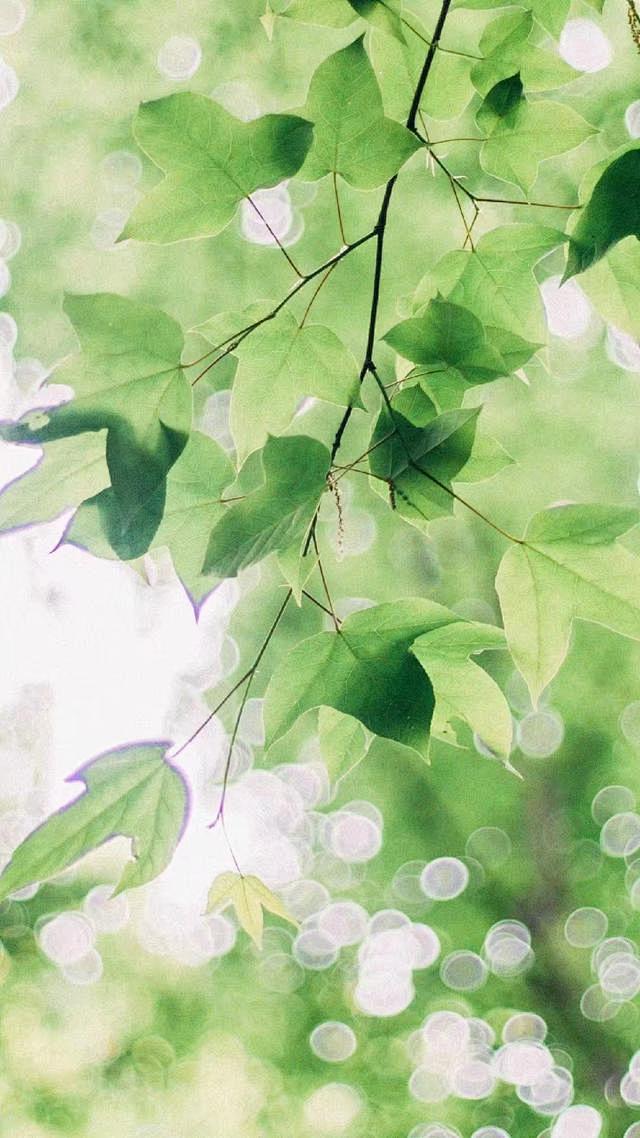 129张唯美少女心手机壁纸小清新锁屏背景图喜欢请关注