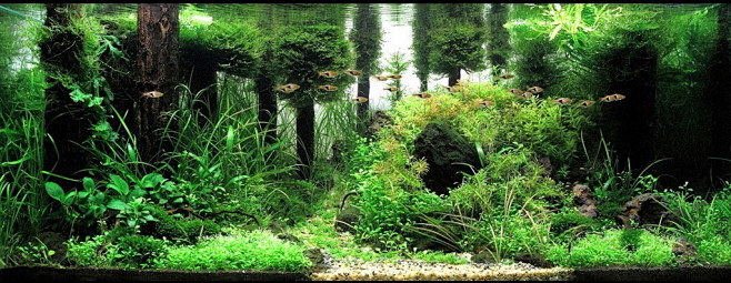 鱼缸水族箱专业水草搭配造景设计鱼缸装饰优惠套餐淘宝网