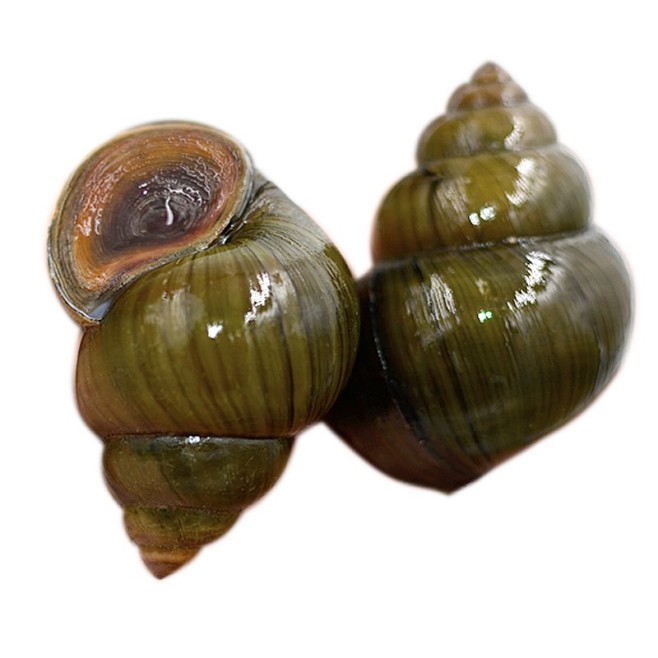 新鲜三斤送半斤包活超大生态大田螺鲜活新鲜活体大泥螺田螺塞tmallcom