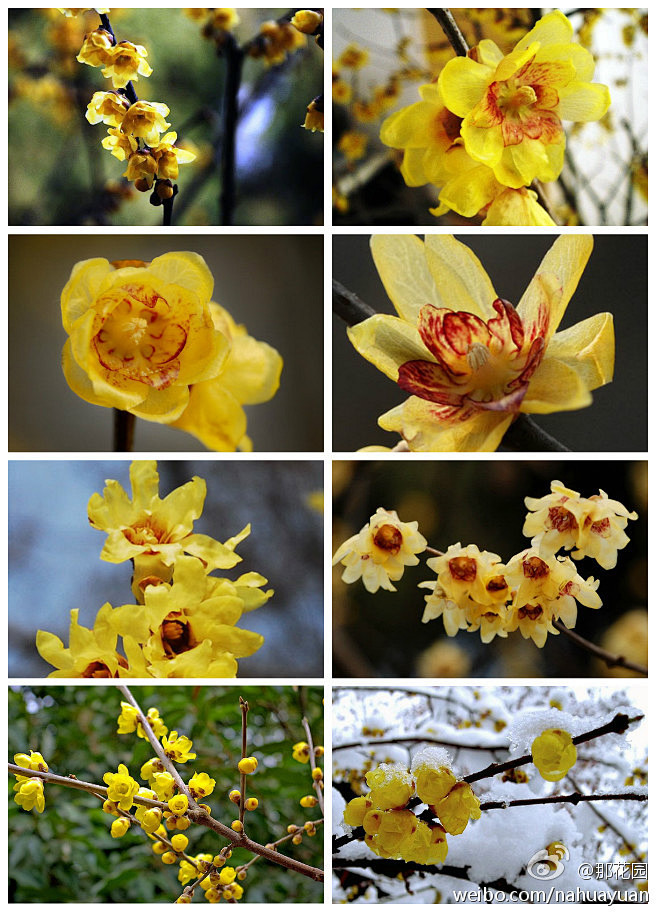 蜡梅学名chimonanthuspraecox蜡梅科蜡梅属落叶灌木花着生于第二年生