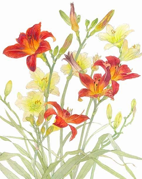 古风插画素材-花瓣网|陪你做生活的设计师 | 萱草