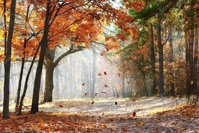 橡树叶落在由早晨的太阳照亮的风景秋天的森林