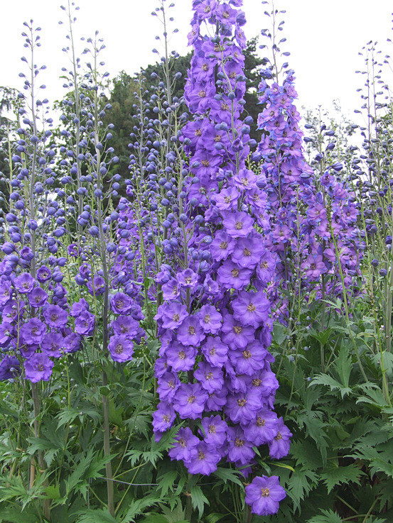 飞燕草delphinium毛茛科翠雀属多年生草本植物那些花花草草的摄影
