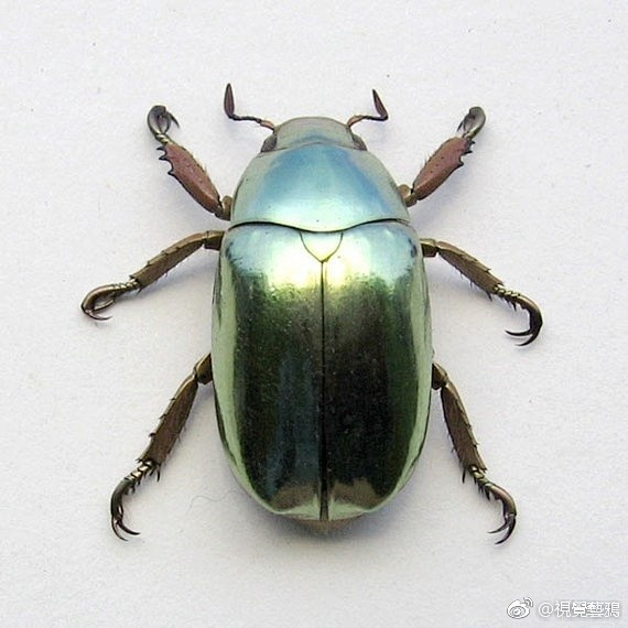 丽金龟隶属于鞘翅目coleoptera金龟科scarabaeidae丽金龟亚科