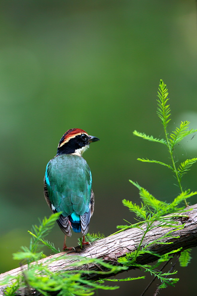 仙八色鸫学名pittanympha为雀形目八色鸫科中等体型的鸟类中等体型20