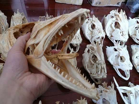 近年来收集的一些硬骨鱼头骨祝大家年年有鱼头骨吧百度贴吧