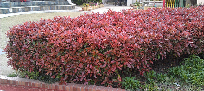 红叶石楠