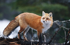 焦糖沫采集到Fox〔狐狸〕