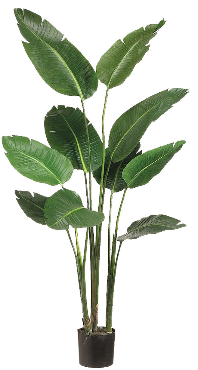 绿色盆栽植物素材