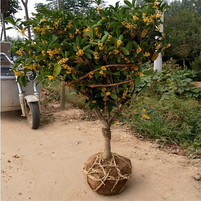 蓝忆桂花苗嫁接桂花树苗桂花盆栽地栽苗2年苗图片价格品牌报价京东