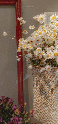 西兰花_开采集到【花开荼蘼】