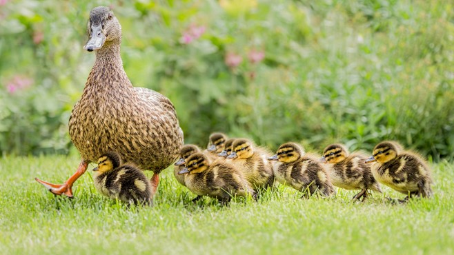 general2560x1440duckgreenbabyanimalsanimals