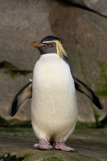 企鹅目企鹅科冠企鹅属北跳岩企鹅