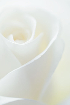 Wallpaper Mobile 花瓣网 陪你做生活的设计师 Phone壁纸 壁纸 Iphone 背景 桌面 白 White 电脑壁纸