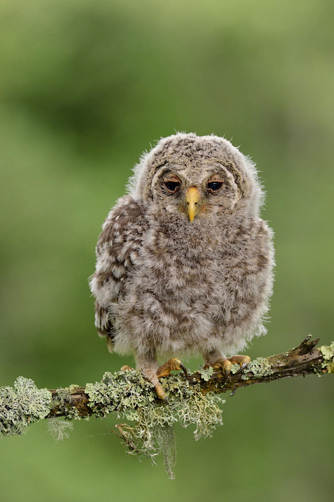 juvenileuralowlbyerikmandreon500px