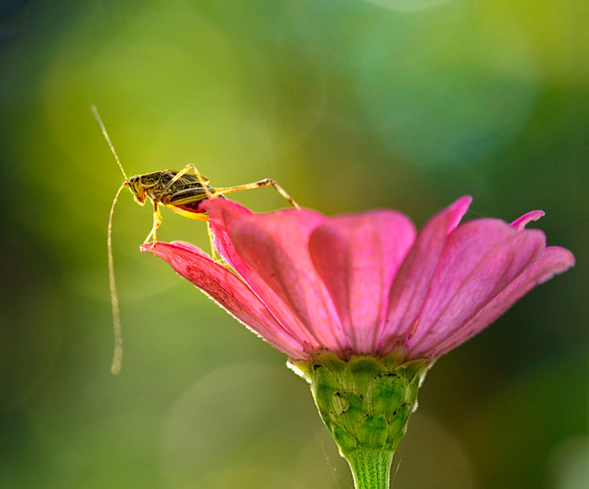 微距摄影:虫生
