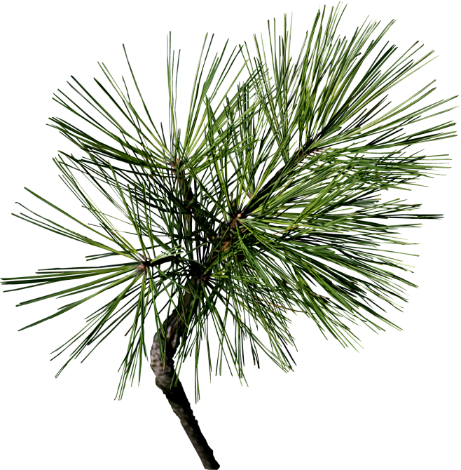 植物松树松针树叶子