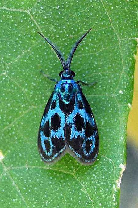 鳞翅目斑蛾总科斑蛾