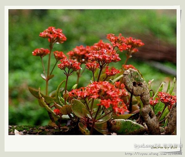 纷纷清明雨, doll旅游攻略