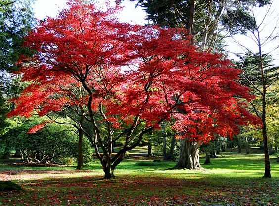 红枫