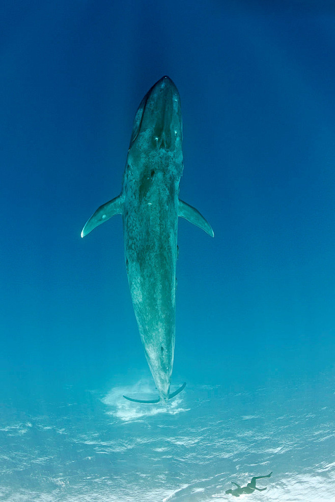 须鲸的种类图片