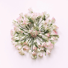 老付_23采集到Flower scape