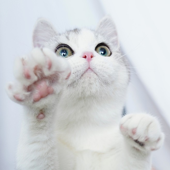 原创猫咪头像银白起司加白猫英国短毛猫曼基康短腿猫矮脚猫狸花猫