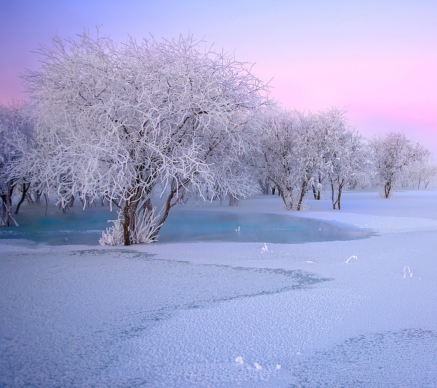 玉树银花下雪冬天冬季雪花白色白雪壁纸素材