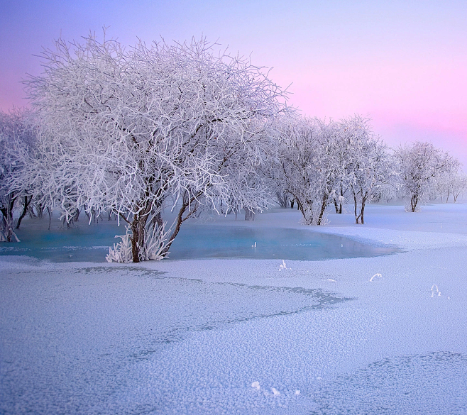 玉树银花下雪冬天冬季雪花白色白雪壁纸素材