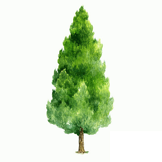 手绘树木植物