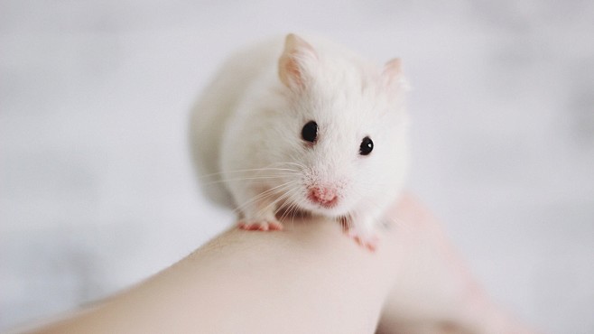 手臂上的可爱小白鼠高清电脑桌面壁纸