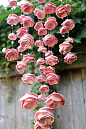 DIY..  Rose Mobile Using Pink (Easy as D-I-Y: 3D Paper Flower Mobile Tutorial) by Little Treasires
