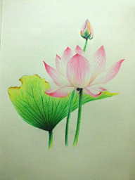 小羊乖乖采集到绘画