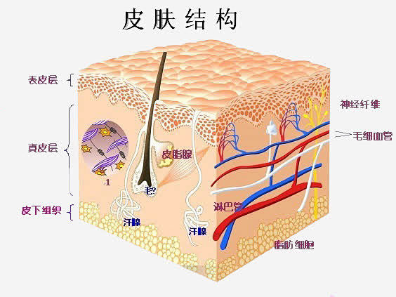 皮肤结构图简笔画图片